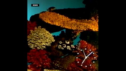 PAUSEFISKENE ER TILBAGE (med musik og ur) og som blev tv sendt fra 1981 til 1988 samt digitaliseret i 2018 | DR