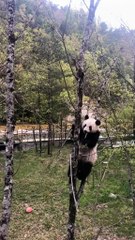 The daily life of pandas 🐼   #Panda #Lovely