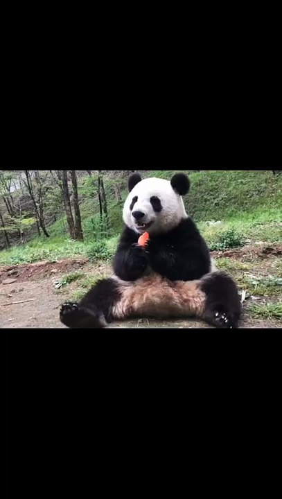 The daily life of pandas 🐼   #Panda #Lovely