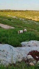 Pointer Dog 1 Million Views#beagle#dogandfield #puppy #pointerdog #animals #pitbull #cutedog #mastiff#Pointerdog