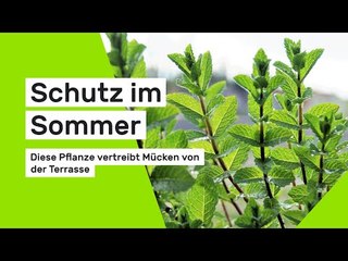 Schutz im Sommer: Diese Pflanze vertreibt Mücken von der Terrasse