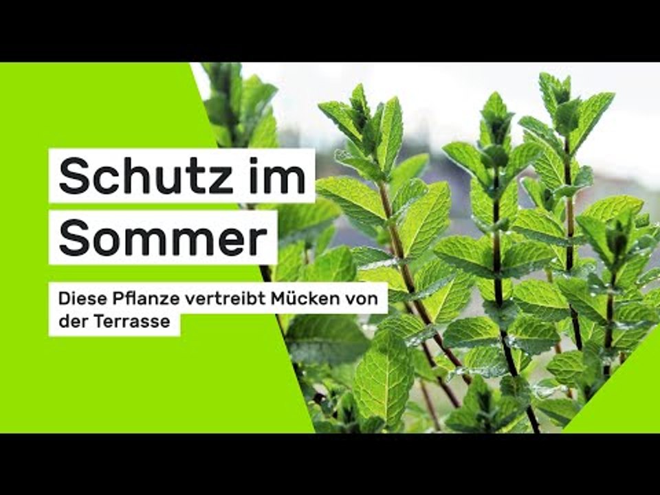 Schutz im Sommer: Diese Pflanze vertreibt Mücken von der Terrasse