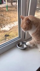 When Cats Are Hungry: The Ultimate Guide to Their Hunger Signals!