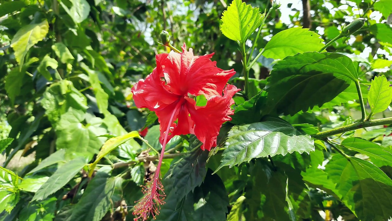 Relaxing Middle Eastern Ambient Music with Cello & Kaval | Calm Landscape Scenery for Stress Relief