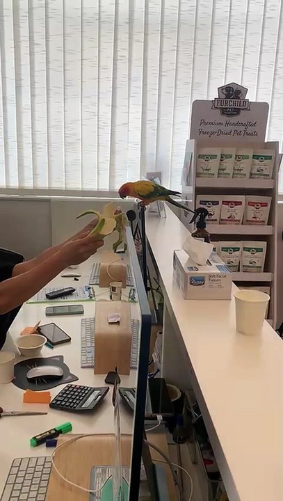 Residents and vets rescue pets from Dubai Marin...