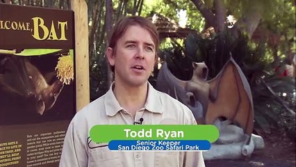 Why Fruit Bats Are the Planet’s Most Intriguing Wildlife.mp4