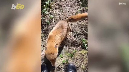 This Unexpected Friendship Between a Man and a Fox Will Warm Your Heart.mp4