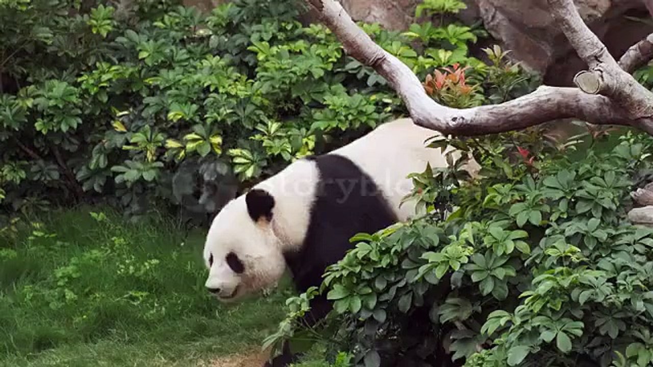 A Humble Panda