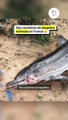 Chaque année, de plus en plus de dauphins viennent à s’échouer sur nos plages…