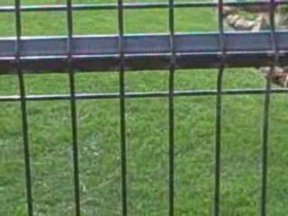 Riu Palace Olhos D'agua Portugal has a baby Hedgehog