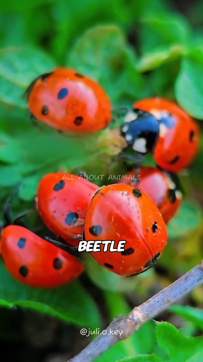 Ladybug🐞 The Garden's Bestfriend #ladybug #bug #insects #wildlife #animals