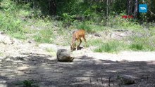 Yaban hayvanları fotokapanlara yansıdı