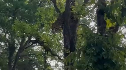 बाघ को देख पेड़ पर चढ़ा तेंदुआ, हवा में लगाई छलांग, Video