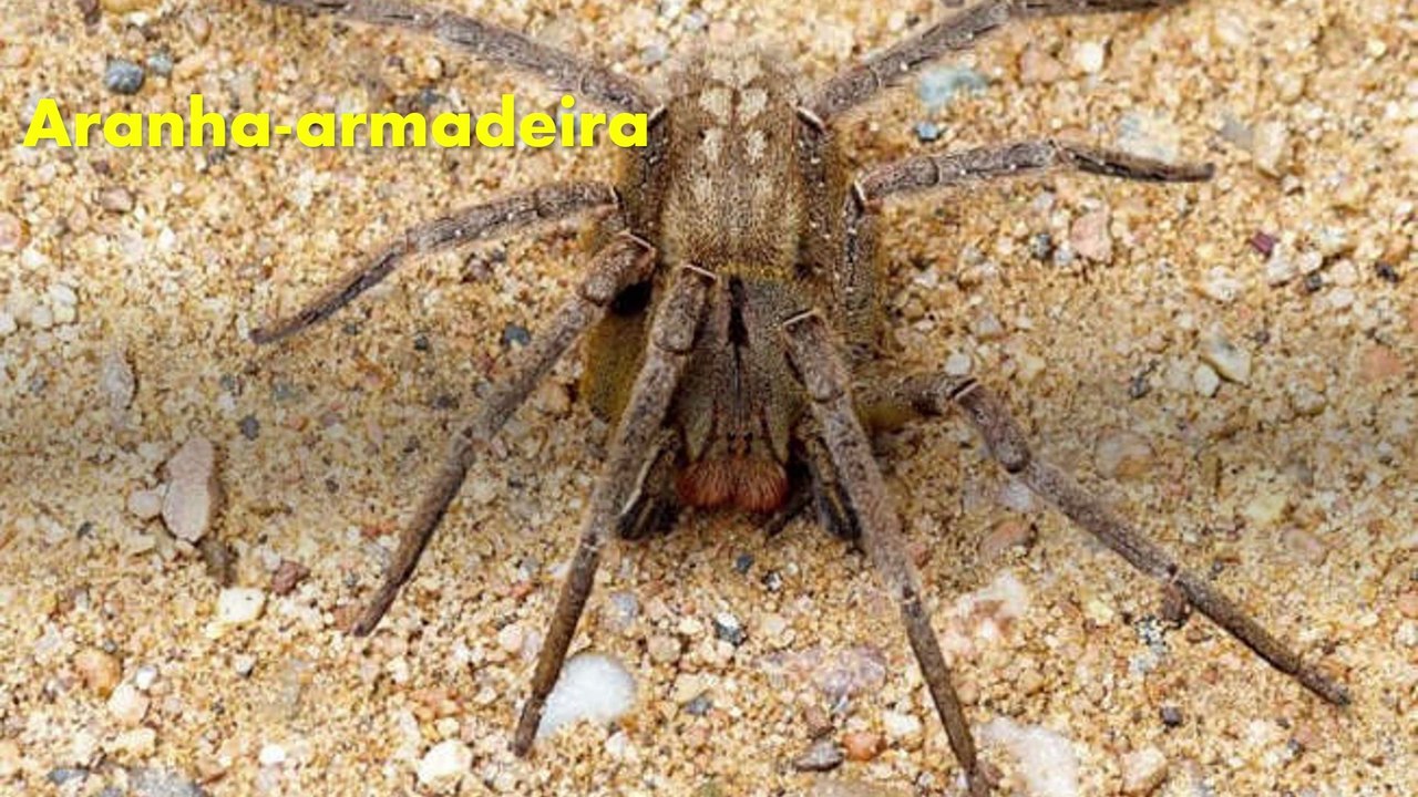 Os animais venenosos mais perigosos do Brasil