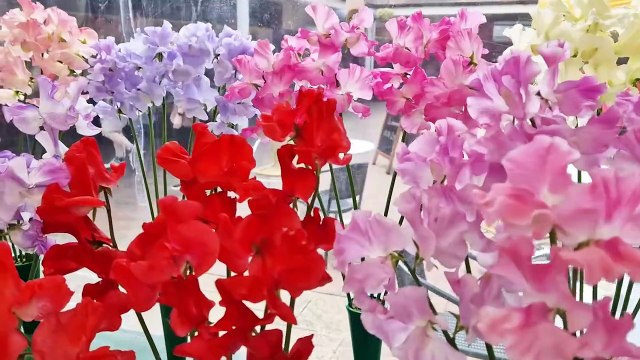 Haywards Heath Horticultural Show wows crowds