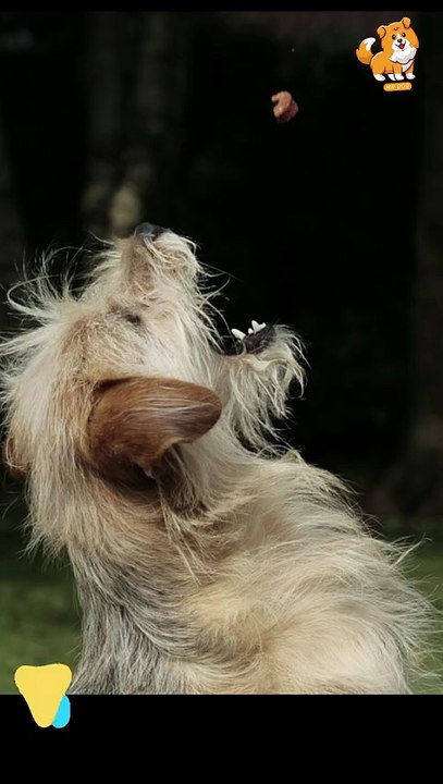 Reactive | S1260 #cute  #cutedog #dog #cutedog #dogs #cute #shorts #youtubeshorts #tiktok #puppy #pet