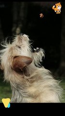 Reactive | S1260 #cute  #cutedog #dog #cutedog #dogs #cute #shorts #youtubeshorts #tiktok #puppy #pet
