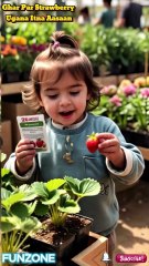 FunZone – "Ghar Par Strawberry Ugana Itna Aasaan? Bachay Ne Kar Dikhaya!"