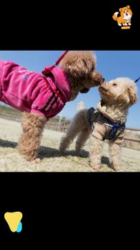 Trigger | S1262 #cute #cutedog #dog #cutedog #dogs #cute #shorts #youtubeshorts #tiktok #puppy #pet