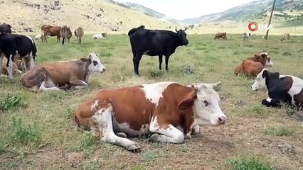 Çoban öyle bir maaş istedi ki... Duyanlar kulaklarına inanamadı
