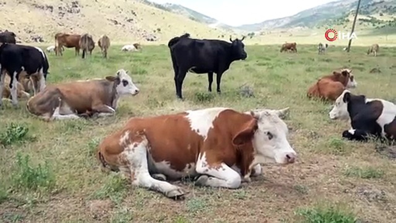 Çoban öyle bir maaş istedi ki... Duyanlar kulaklarına inanamadı