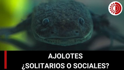 ¿Los ajolotes son animales solitarios o sociales?