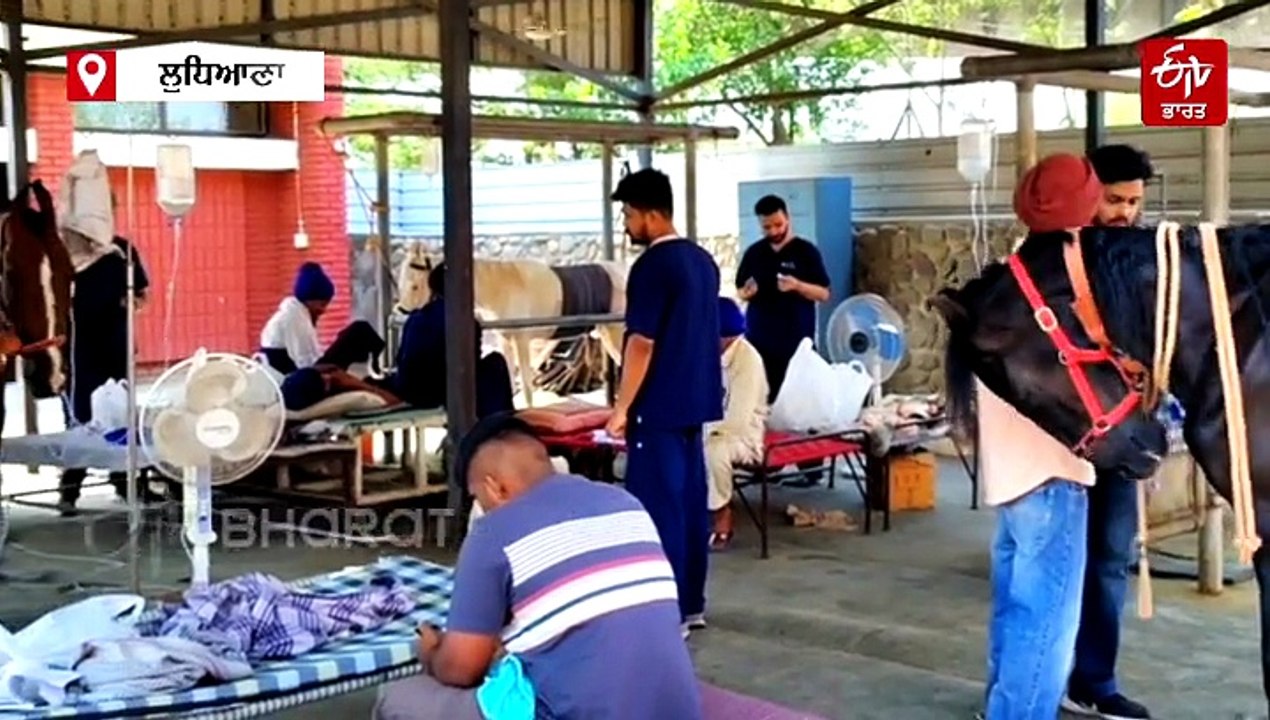 ਗਰਮੀ 'ਚ ਰੱਖੋ ਘੋੜਿਆਂ ਦੀ ਖੁਰਾਕ ਦਾ ਖਾਸ ਧਿਆਨ, ਨਹੀਂ...