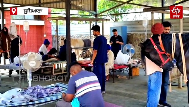 ਗਰਮੀ 'ਚ ਰੱਖੋ ਘੋੜਿਆਂ ਦੀ ਖੁਰਾਕ ਦਾ ਖਾਸ ਧਿਆਨ, ਨਹੀਂ ਤਾਂ ਹੋ ਸਕਦੈ ਵੱਡਾ ਨੁਕਸਾਨ, ਪੜ੍ਹੋ ਖਾਸ ਰਿਪੋਰਟ