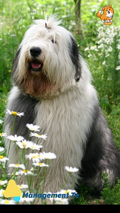 Employ | S1266 #cute  #cutedog #dog #cutedog #dogs #cute #shorts #youtubeshorts #tiktok #puppy #pe