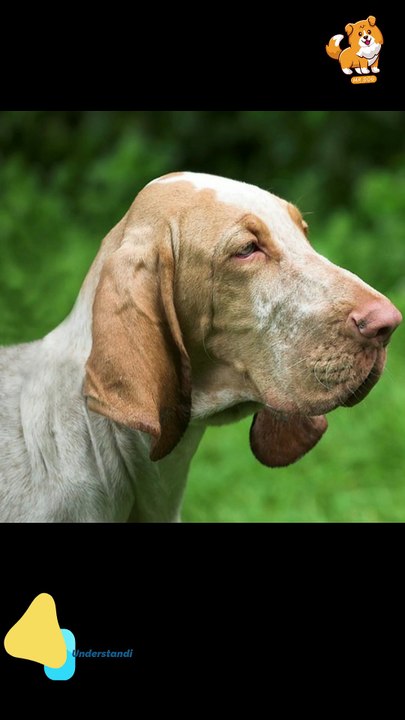 Help | S1267 #cute  #cutedog #dog #cutedog #dogs #cute #shorts #youtubeshorts #tiktok #puppy #pe