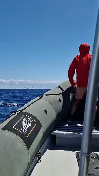 balık sürüsüne daldılar