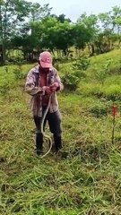 Hondureño desafía a la muerte al manipular una barba amarilla en Olancho