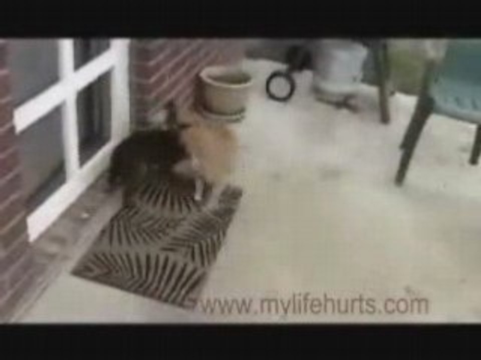 LES LAPINS SONT TOUS DES OBSEDEES