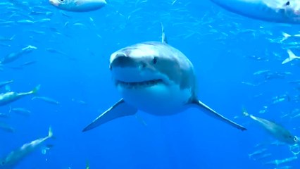 All the Sharks: Dive into Netflix’s Underwater Adventure