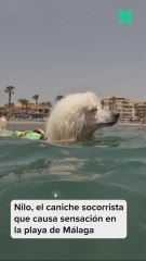 Nilo, el caniche socorrista que causa sensación en la playa de Málaga