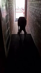 Kangaroo tales only in Australia 🇦🇺