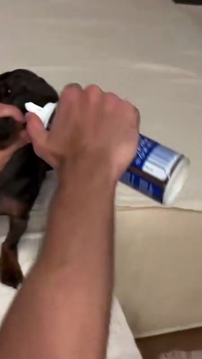 Adorable Dachshund Enjoys a Whipped Cream Treat@dachshundvids