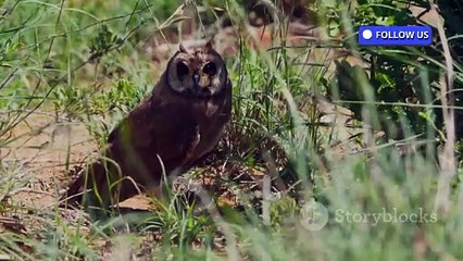 The Man Who Lived in the Woods: A Quiet Story of Solitude & Self-Discovery