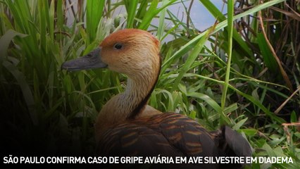 São Paulo confirma caso de gripe aviária em ave silvestre em Diadema