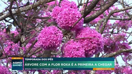 Ipês são usados em receitas de sorvete