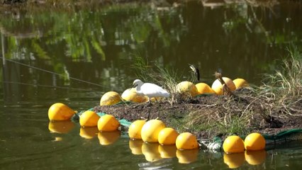 NO USAR Las islas artificiales que buscan el regreso de las aves nativas a Brasil