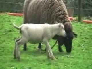 Les moutons