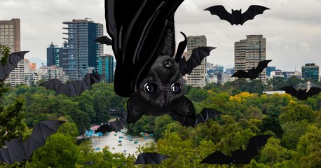Murciélagos en CDMX: cuántas especies hay y qué hacer si encuentras uno