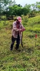 Campesino hondureño se juega la vida al 'jugar' con serpiente barba amarilla
