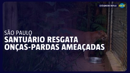 Santuário em São Paulo resgata onças-pardas ameaçadas pela urbanização