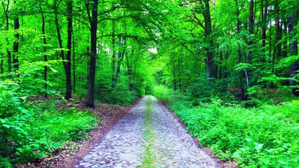 8D Audio: Summer Forest (Birdsong, White Noise, ASMR) | Deep Relaxation & Sleep | 4K