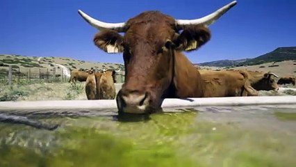 Comienza la campaña Sustainable European Beef que impulsa la sostenibilidad del vacuno de carne
