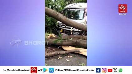 ಬೆಂಗಳೂರು: ಸಿಎಂ ಸರ್ಕಾರಿ ನಿವಾಸದ ಮುಂಭಾಗ ಮರ ಬಿದ್ದು ವಾಹನಗಳಿಗೆ ಹಾನಿ