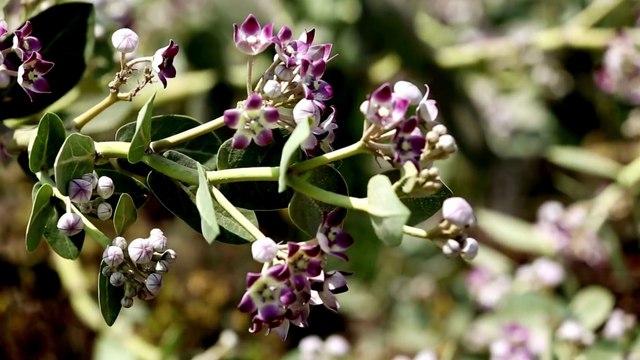 Best Ayurvedic Hair Oil for Hair Fall Control – Hairpro16 Natural Remedy