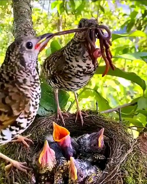 #efficiency #dad #father #sn2sg #fatherday #sunnight #birds #bird #sunnightmusic #thedaysstillyoung #birdnest #family #sunnightpop #sunnightblues #sunnightjazz #sun8 #sun8ms #feed #care #productive #performance #superdad #sun8pop #sun8jazz #sun8blues